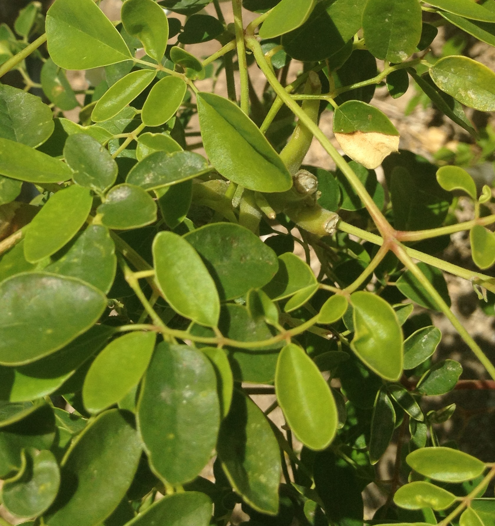 Moringa oleifera_listy_detail